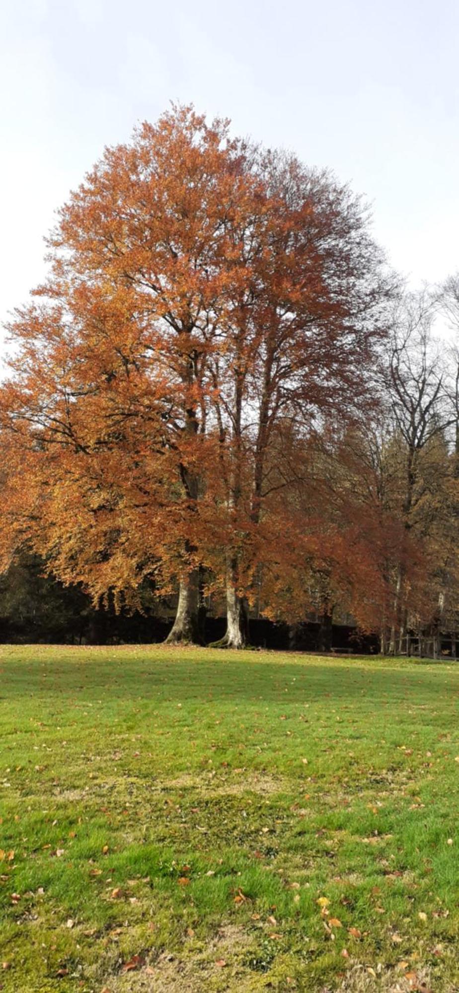 Domaine De Marchal - Chambres Et Table D'Hotes Celles-Sur-Durolle エクステリア 写真